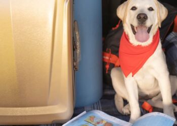 Consulte as companhias aéreas internacionais que permitem levar animais a bordo