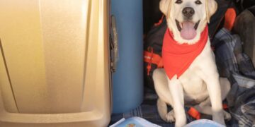 Consulte as companhias aéreas internacionais que permitem levar animais a bordo